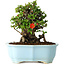 Chaenomeles speciosa, 16 cm, ± 30 ans, à fleurs rouges, dans un pot moulé chinois de Yixing