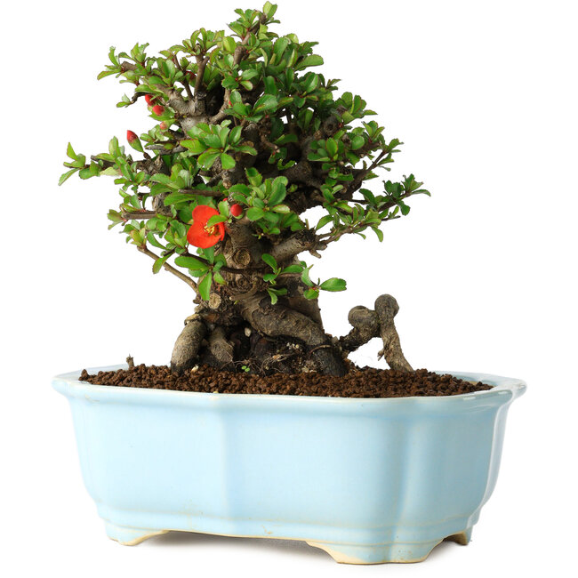 Chaenomeles speciosa, 16 cm, ± 30 anni, con fiori rossi, in un vaso cinese modellato da Yixing