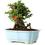 Chaenomeles speciosa, 16 cm, ± 30 ans, à fleurs rouges, dans un pot moulé chinois de Yixing