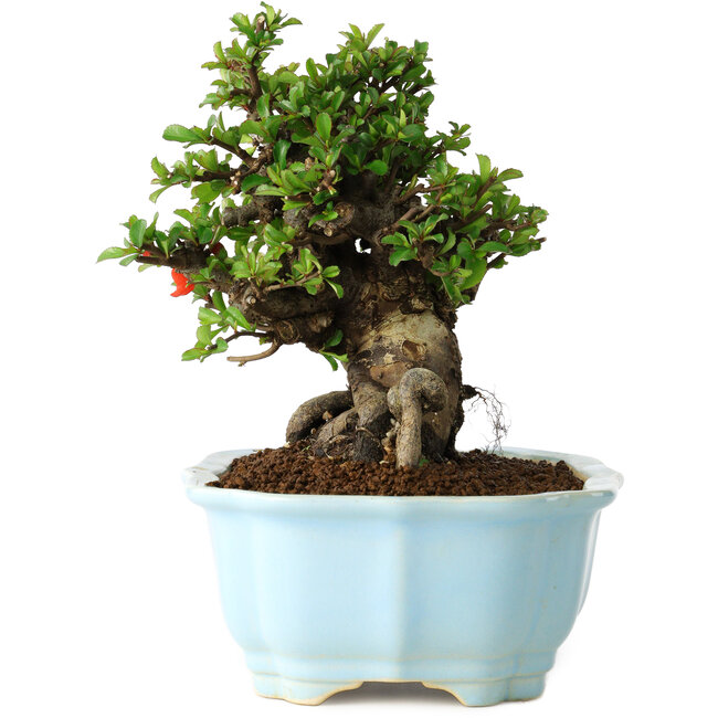 Chaenomeles speciosa, 16 cm, ± 30 anni, con fiori rossi, in un vaso cinese modellato da Yixing