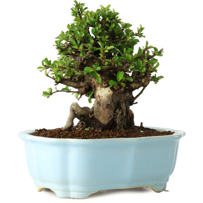 Chaenomeles speciosa, 16 cm, ± 30 años, con flores rojas, en una maceta china moldeada por Yixing