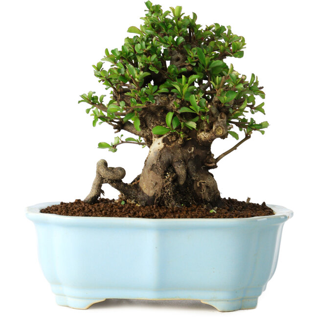 Chaenomeles speciosa, 16 cm, ± 30 jaar oud, met rode bloemen, in een Chinese gegoten pot van Yixing