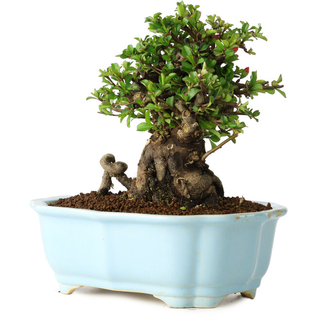 Chaenomeles speciosa, 16 cm, ± 30 ans, à fleurs rouges, dans un pot moulé chinois de Yixing