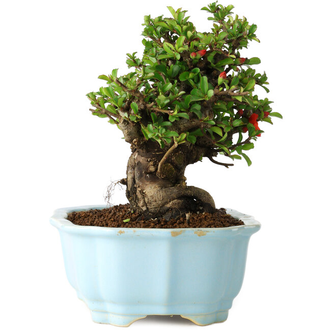 Chaenomeles speciosa, 16 cm, ± 30 ans, à fleurs rouges, dans un pot moulé chinois de Yixing