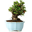 Chaenomeles speciosa, 16 cm, ± 30 ans, à fleurs rouges, dans un pot moulé chinois de Yixing