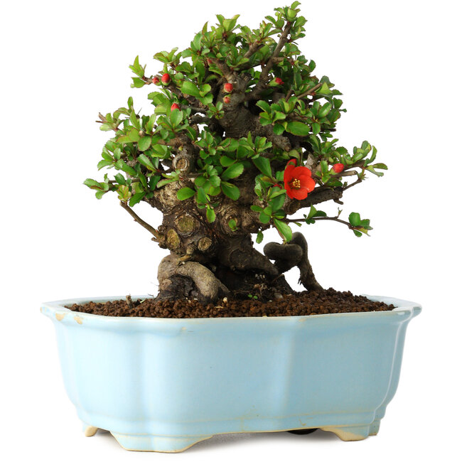 Chaenomeles speciosa, 16 cm, ± 30 anni, con fiori rossi, in un vaso cinese modellato da Yixing