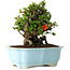 Chaenomeles speciosa, 16 cm, ± 30 anni, con fiori rossi, in un vaso cinese modellato da Yixing