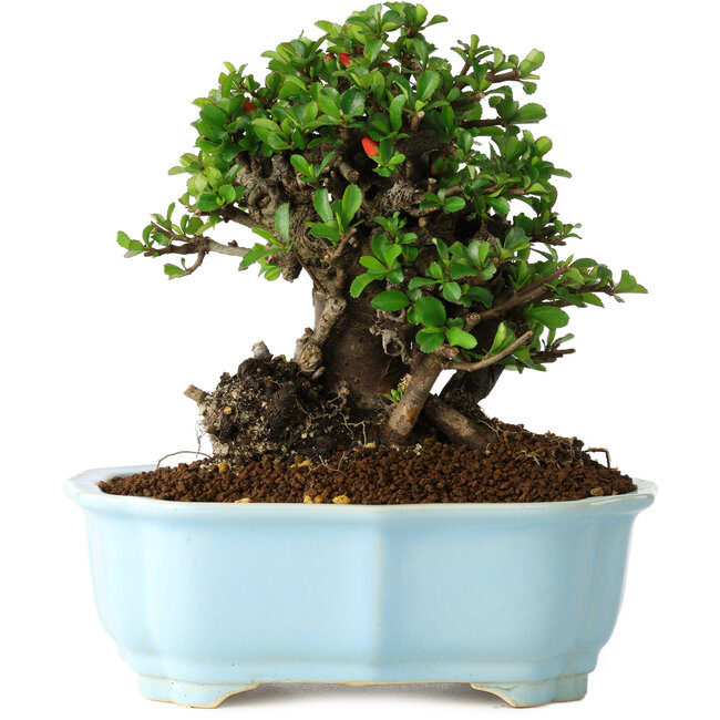 Chaenomeles speciosa, 18 cm, ± 30 anni, con fiori rossi, in un vaso cinese modellato da Yixing