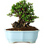 Chaenomeles speciosa, 18 cm, ± 30 anni, con fiori rossi, in un vaso cinese modellato da Yixing