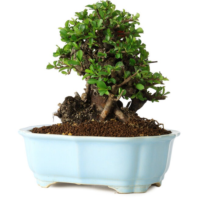 Chaenomeles speciosa, 18 cm, ± 30 jaar oud, met rode bloemen, in een Chinese gegoten pot van Yixing