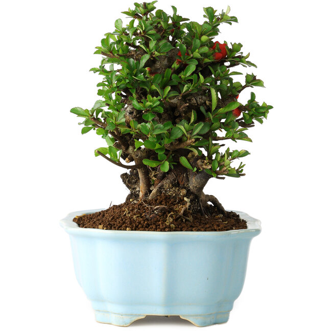 Chaenomeles speciosa, 18 cm, ± 30 años, con flores rojas, en una maceta china moldeada por Yixing