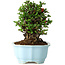 Chaenomeles speciosa, 18 cm, ± 30 anni, con fiori rossi, in un vaso cinese modellato da Yixing