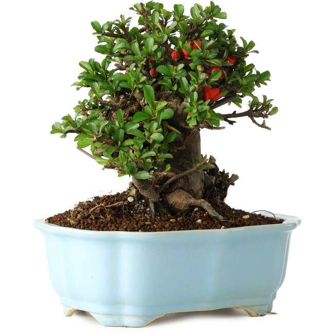 Chaenomeles speciosa, 18 cm, ± 30 años, con flores rojas, en una maceta china moldeada por Yixing