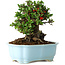 Chaenomeles speciosa, 18 cm, ± 30 anni, con fiori rossi, in un vaso cinese modellato da Yixing