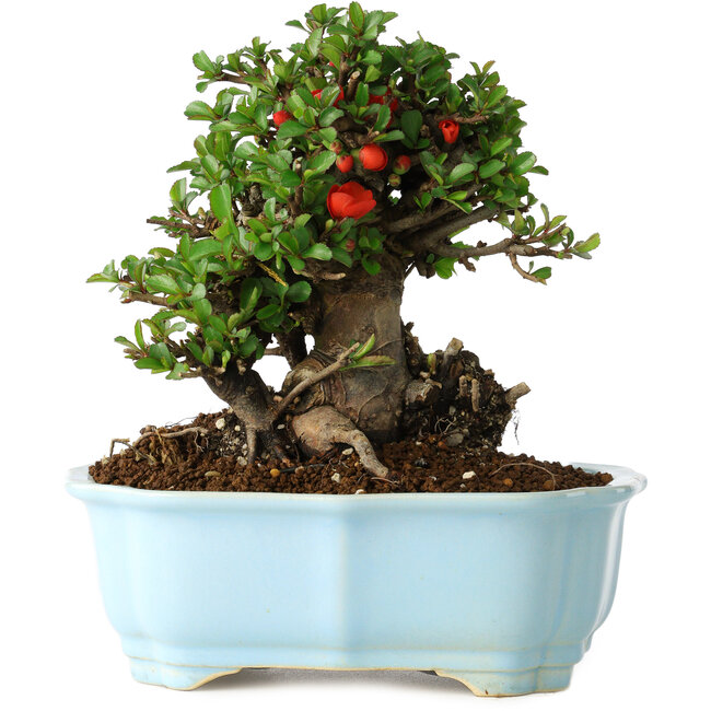 Chaenomeles speciosa, 18 cm, ± 30 jaar oud, met rode bloemen, in een Chinese gegoten pot van Yixing