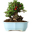 Chaenomeles speciosa, 18 cm, ± 30 anni, con fiori rossi, in un vaso cinese modellato da Yixing