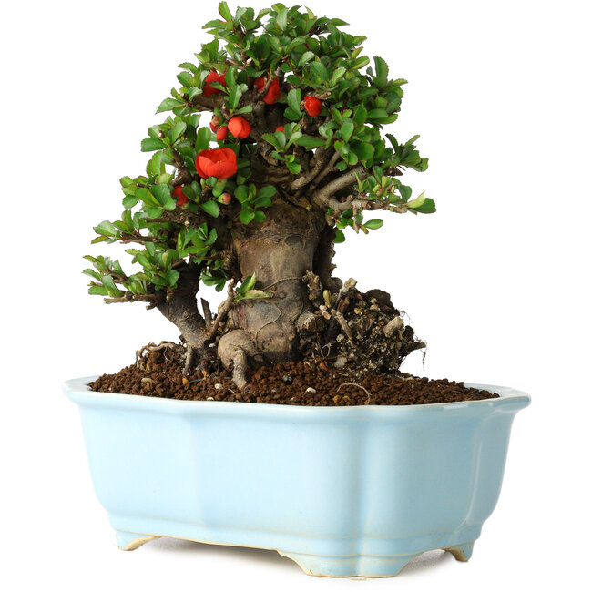 Chaenomeles speciosa, 18 cm, ± 30 anni, con fiori rossi, in un vaso cinese modellato da Yixing