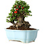 Chaenomeles speciosa, 18 cm, ± 30 anni, con fiori rossi, in un vaso cinese modellato da Yixing
