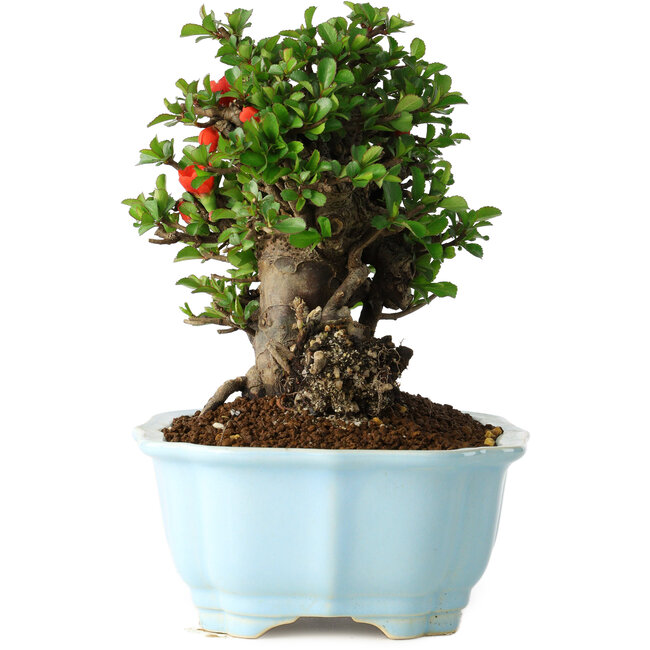 Chaenomeles speciosa, 18 cm, ± 30 years old, with red flowers, in a Chinese molded pot by Yixing