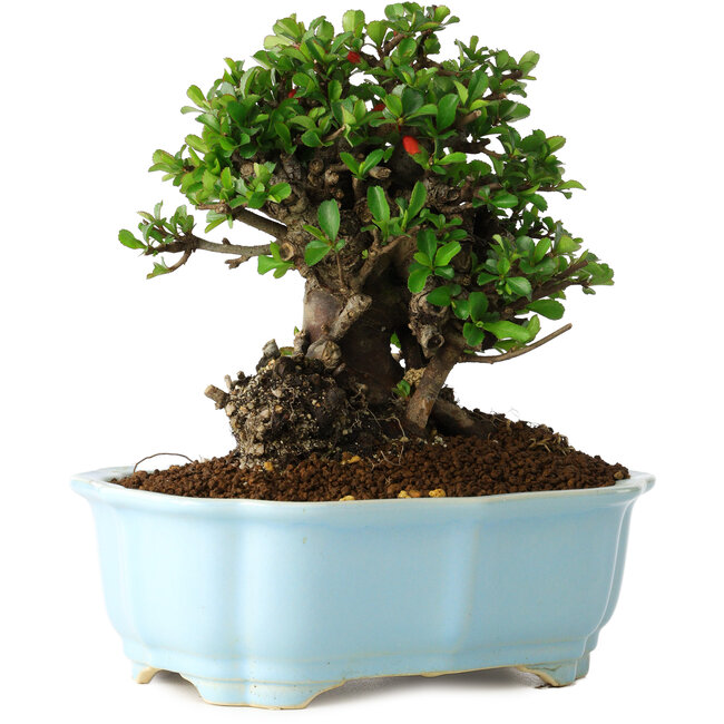 Chaenomeles speciosa, 18 cm, ± 30 jaar oud, met rode bloemen, in een Chinese gegoten pot van Yixing