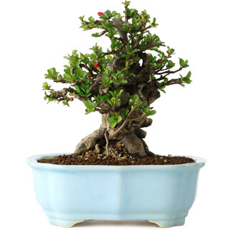 Yixing Chaenomeles speciosa, 18 cm, ± 30 jaar oud