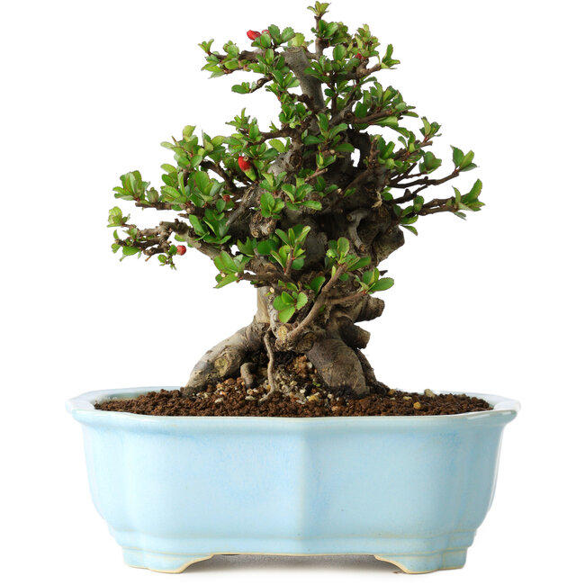 Chaenomeles speciosa, 18 cm, ± 30 anni, con fiori rossi, in un vaso cinese modellato da Yixing