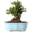 Chaenomeles speciosa, 18 cm, ± 30 anni, con fiori rossi, in un vaso cinese modellato da Yixing