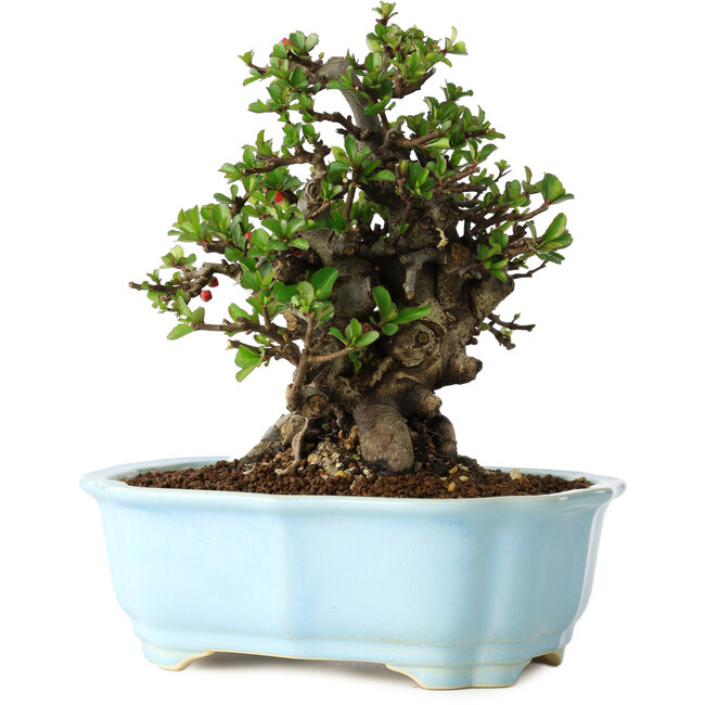 Chaenomeles speciosa, 18 cm, ± 30 anni, con fiori rossi, in un vaso cinese modellato da Yixing