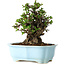 Chaenomeles speciosa, 18 cm, ± 30 anni, con fiori rossi, in un vaso cinese modellato da Yixing