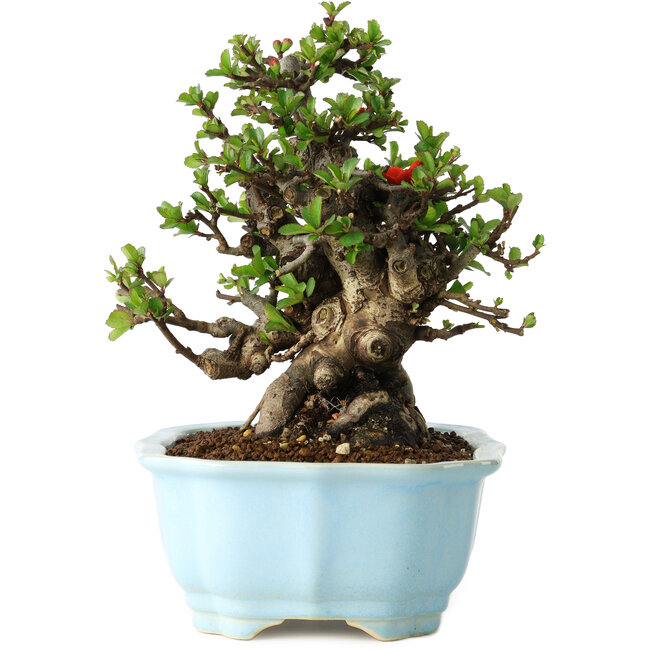 Chaenomeles speciosa, 18 cm, ± 30 anni, con fiori rossi, in un vaso cinese modellato da Yixing