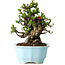 Chaenomeles speciosa, 18 cm, ± 30 anni, con fiori rossi, in un vaso cinese modellato da Yixing