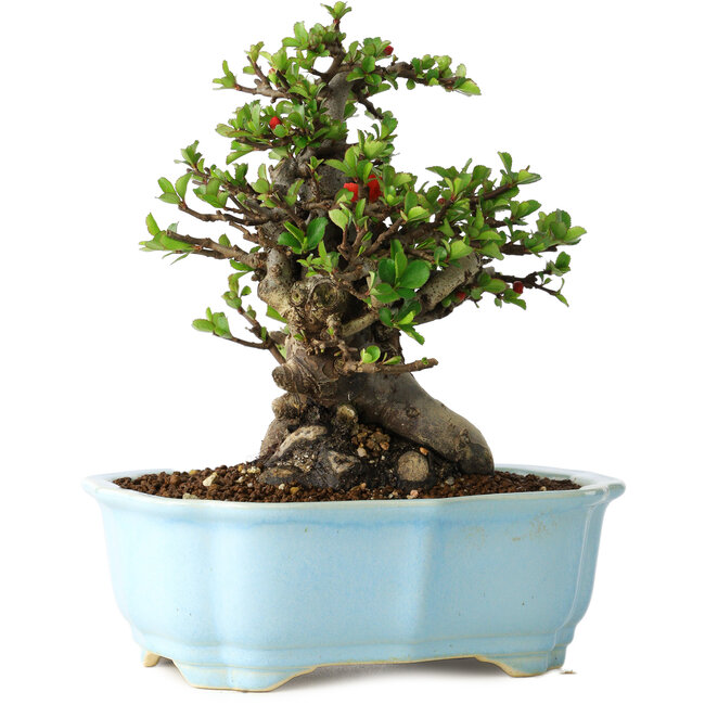 Chaenomeles speciosa, 18 cm, ± 30 years old, with red flowers, in a Chinese molded pot by Yixing