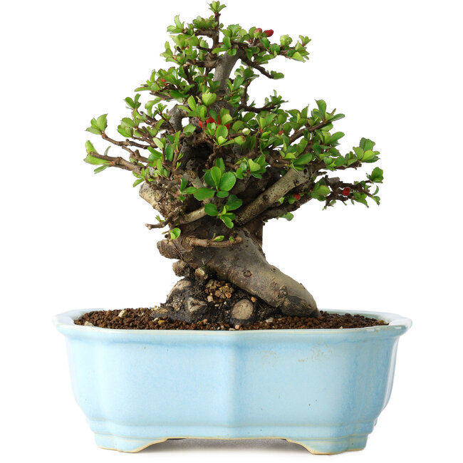 Chaenomeles speciosa, 18 cm, ± 30 ans, à fleurs rouges, dans un pot moulé chinois de Yixing