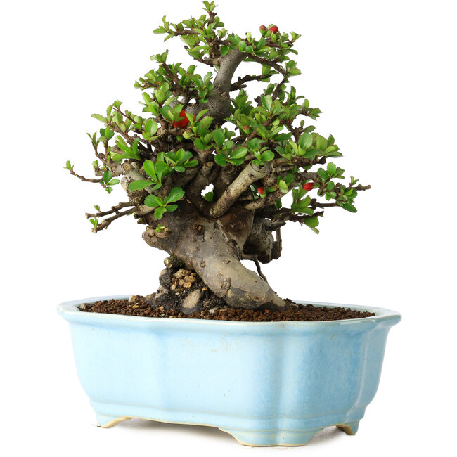 Chaenomeles speciosa, 18 cm, ± 30 años, con flores rojas, en una maceta china moldeada por Yixing