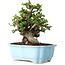 Chaenomeles speciosa, 18 cm, ± 30 anni, con fiori rossi, in un vaso cinese modellato da Yixing