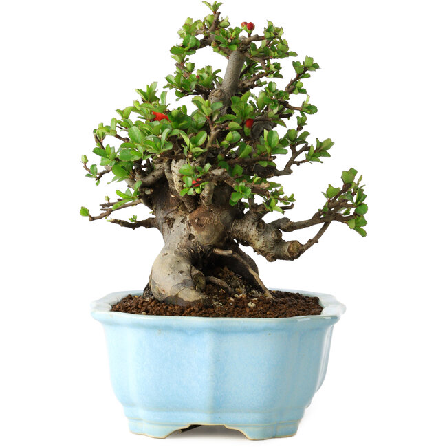 Chaenomeles speciosa, 18 cm, ± 30 Jahre alt, mit roten Blüten, in einem chinesischen Formtopf von Yixing