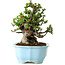 Chaenomeles speciosa, 18 cm, ± 30 años, con flores rojas, en una maceta china moldeada por Yixing