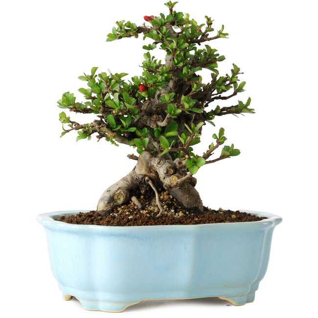 Chaenomeles speciosa, 18 cm, ± 30 jaar oud, met rode bloemen, in een Chinese gegoten pot van Yixing