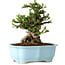 Chaenomeles speciosa, 18 cm, ± 30 anni, con fiori rossi, in un vaso cinese modellato da Yixing