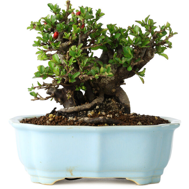 Chaenomeles speciosa, 16 cm, ± 30 anni, con fiori rossi, in un vaso cinese modellato da Yixing