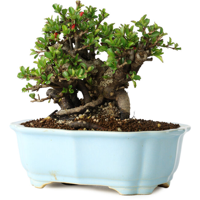 Chaenomeles speciosa, 16 cm, ± 30 years old, with red flowers, in a Chinese molded pot by Yixing