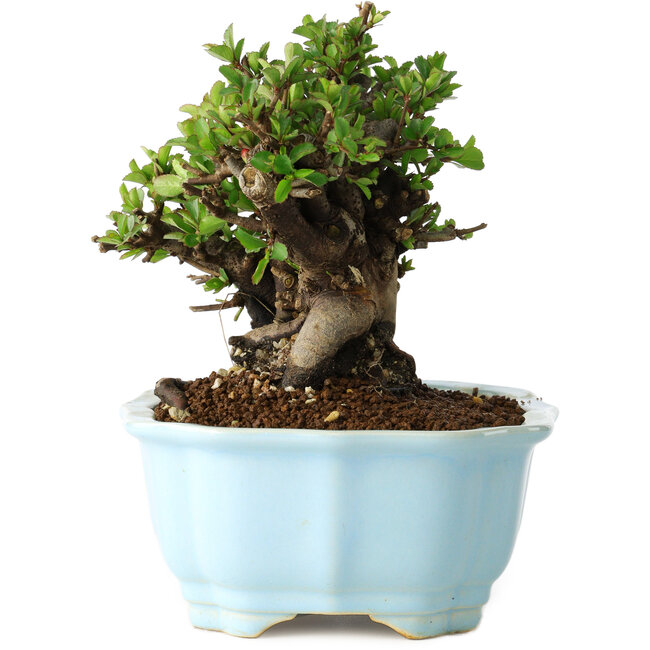 Chaenomeles speciosa, 16 cm, ± 30 ans, à fleurs rouges, dans un pot moulé chinois de Yixing