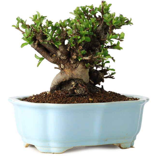 Chaenomeles speciosa, 16 cm, ± 30 ans, à fleurs rouges, dans un pot moulé chinois de Yixing