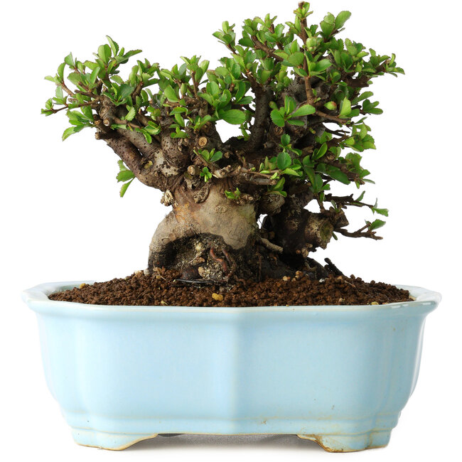 Chaenomeles speciosa, 16 cm, ± 30 years old, with red flowers, in a Chinese molded pot by Yixing