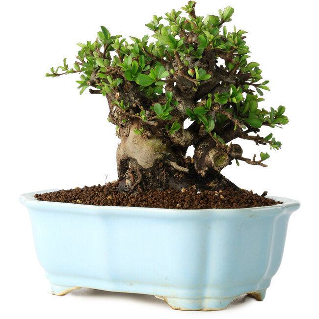 Chaenomeles speciosa, 16 cm, ± 30 ans, à fleurs rouges, dans un pot moulé chinois de Yixing