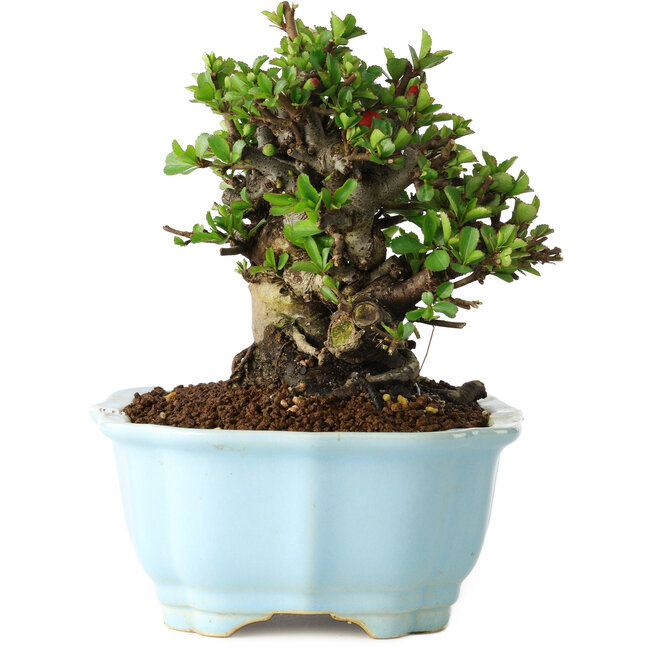 Chaenomeles speciosa, 16 cm, ± 30 anni, con fiori rossi, in un vaso cinese modellato da Yixing