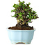 Chaenomeles speciosa, 16 cm, ± 30 anni, con fiori rossi, in un vaso cinese modellato da Yixing