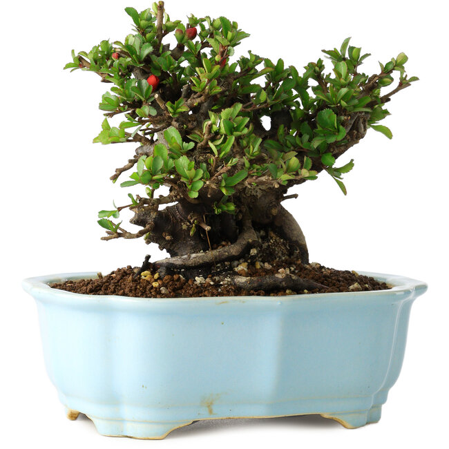 Chaenomeles speciosa, 16 cm, ± 30 ans, à fleurs rouges, dans un pot moulé chinois de Yixing