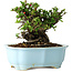 Chaenomeles speciosa, 16 cm, ± 30 anni, con fiori rossi, in un vaso cinese modellato da Yixing