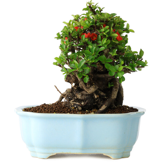 Chaenomeles speciosa, 17 cm, ± 30 Jahre alt, mit roten Blüten, in einem chinesischen Formtopf von Yixing